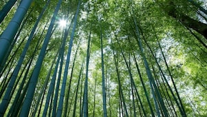 Jungle with bamboo grove
