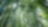 Jungle with bamboo grove