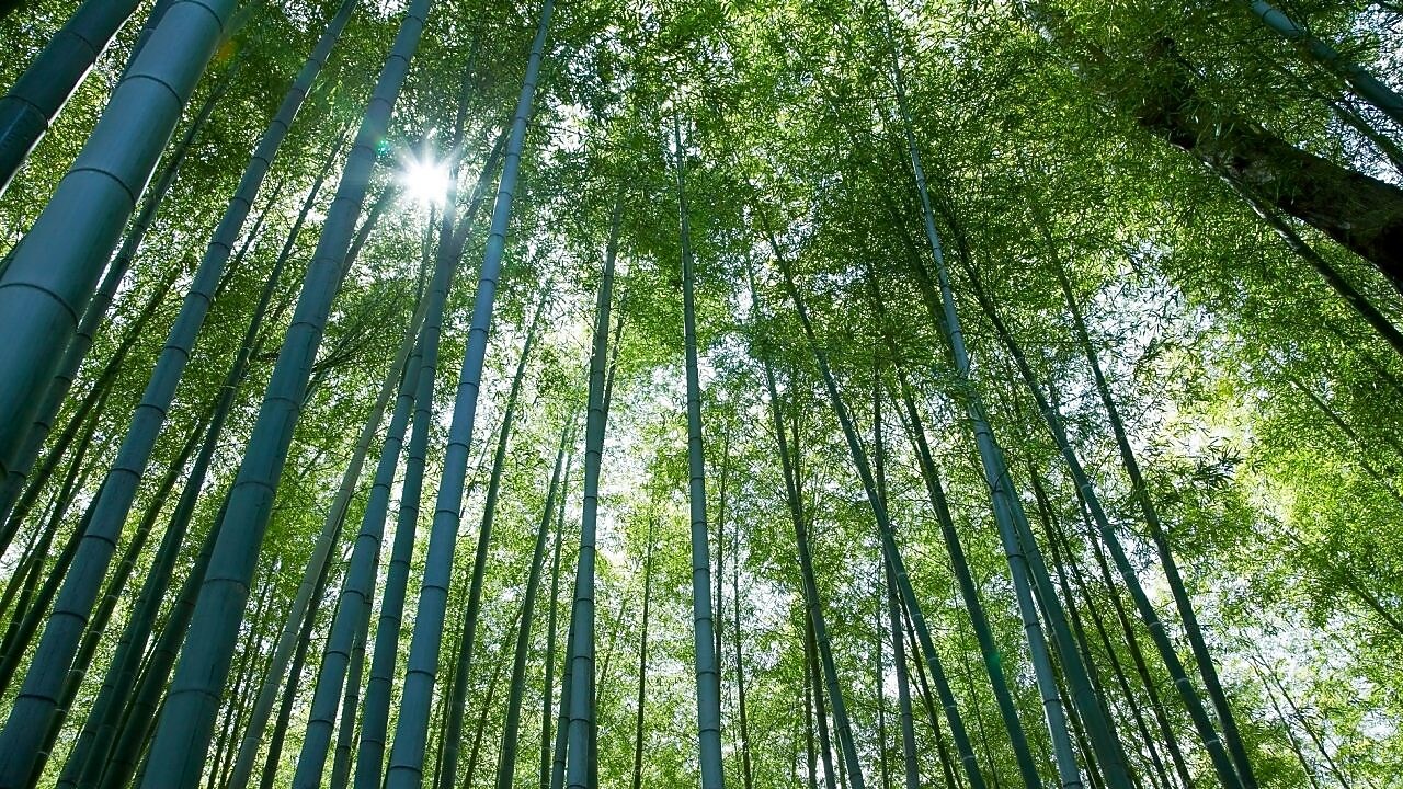 Jungle with bamboo grove