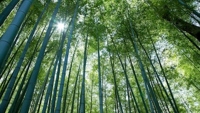 Jungle with bamboo grove