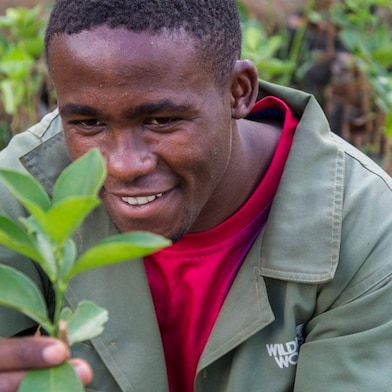 Man planting tree sapling