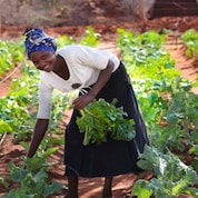 Lady planting a sapling