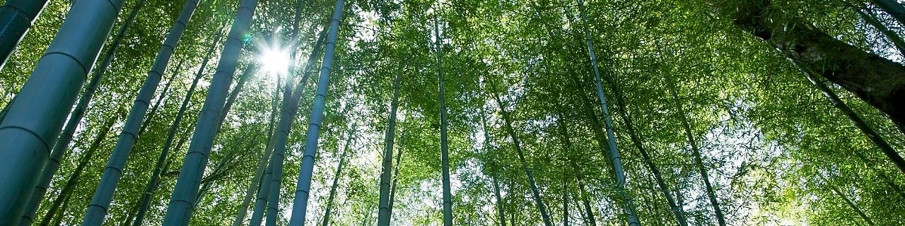 Jungle with bamboo grove