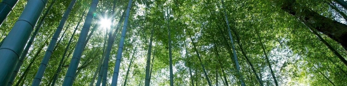 Jungle with bamboo grove