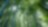 Jungle with bamboo grove